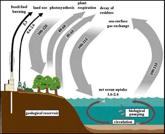 Magnitude of CO 2 flux between Land and Ocean Reservoirs Conclusions Heterotrophic and autotrophic bacteria make up a significant percentage of the total community biomass in the ocean In eutrophic
