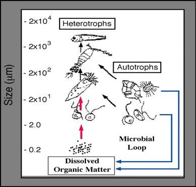 feeding by zooplankton The term Microbial Loop is coined by Azam et al.