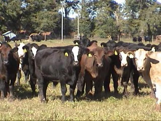 Increase Revenue Calf Value Forward price part of your production