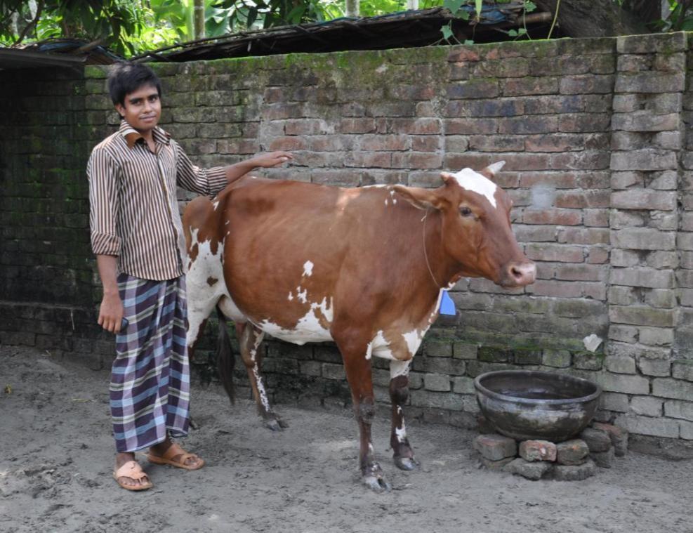 Bangladesh 4.2 million dairy cows / 1.