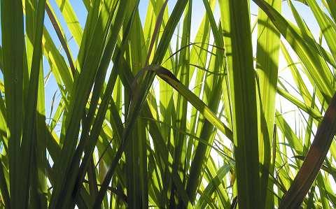 BP Biofuels: sugarcane ethanol Tropical BioEnergia S.A. JV (BP 50%) $1 billion investment.