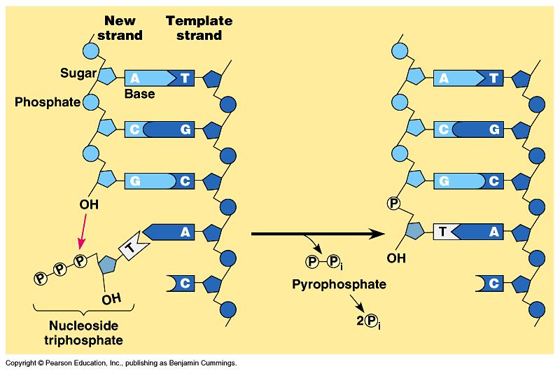 Nucleoside triphosphates added Replication DNA synthesis always starts with RNA primer (10 bases) laid first, later replaced with DNA