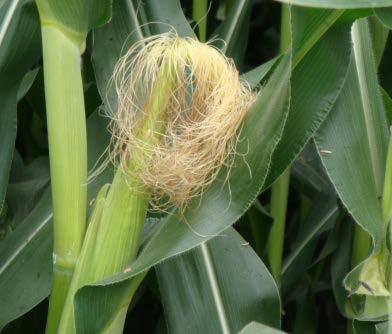 Corn Growth Patterns & Opportunities Schepers,