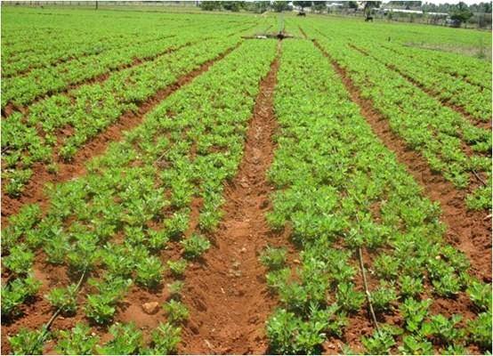 Programme National Agricultural Insurance Scheme Weather Based Crop Insurance Scheme National Agriculture Development