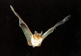 Endangered Species Northern Long Eared Bat (NLEB) Listed Statewide as Threatened under ESA in SD Roost in dead/dying trees White Nose Syndrome in SE SD Survey may be warranted Consultation with USFWS