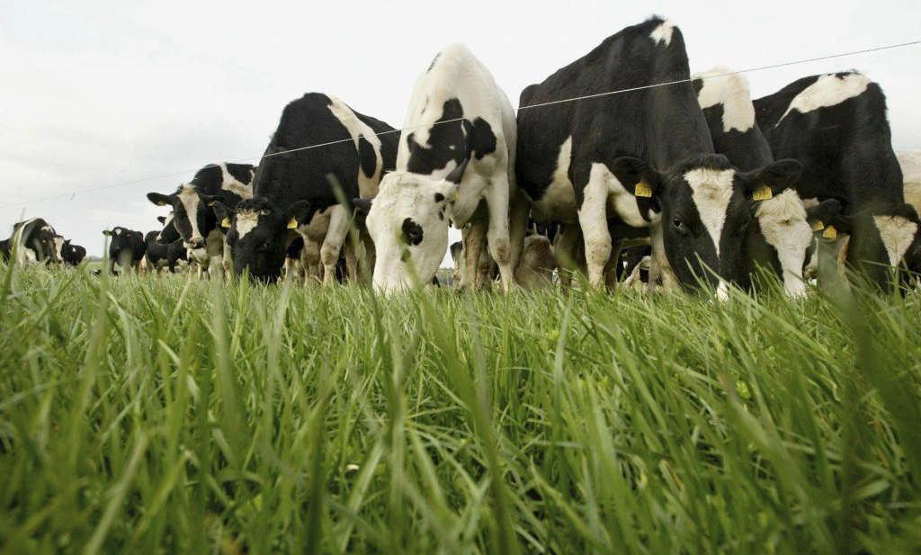 Greenhouse Gases and Ammonia In Irish Agriculture Gary Lanigan, Patrick Forrestal,