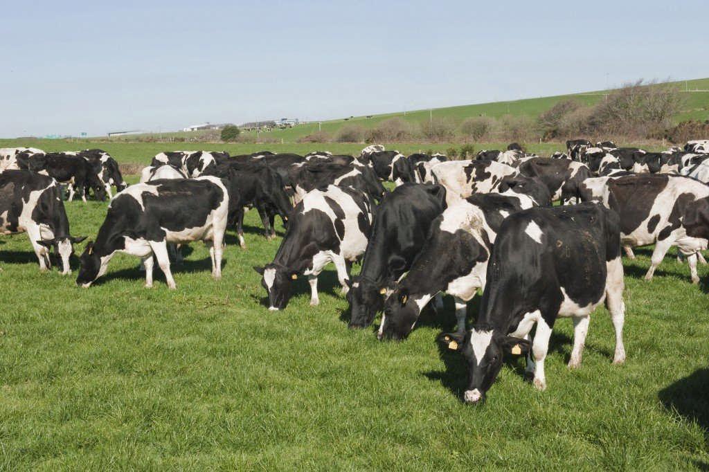 Methane abatement Increased animal efficiencies (reduction in GHG per unit product) FAO 2010 Increased Genetic Merit (EBI, beef genomics) Better forage quality Methane (g/day) Extend grazing season