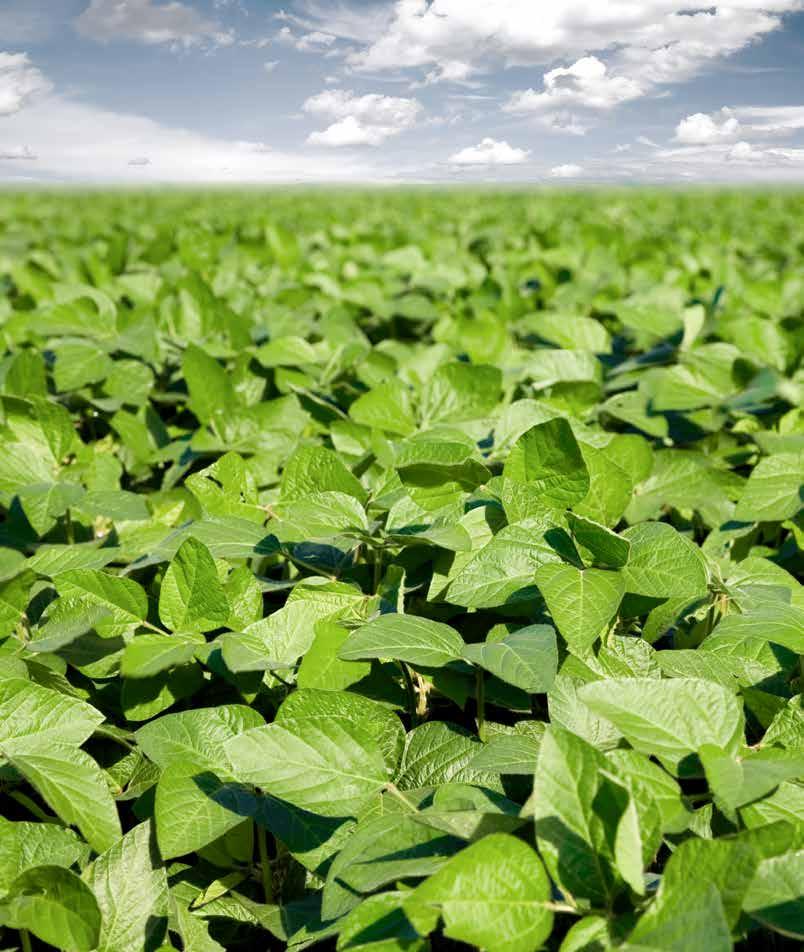 12 Long-Term Partner The U.S. is the leader of global soybean research contributing to today s stable food supply and sustainability of soybean production in the future. The U.S. soy industry invests in programs that promote and create demand for U.