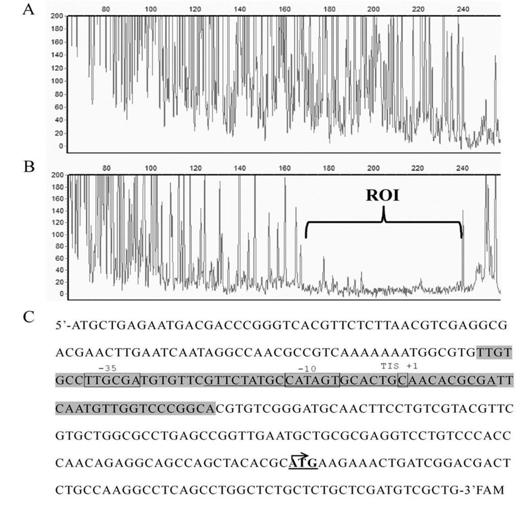Supplementary Figure 2. Determination of the RNA polymerase binding region in the gumb promoter of Xcc strain 8004 by dye primer-based DNase I footprint assay.