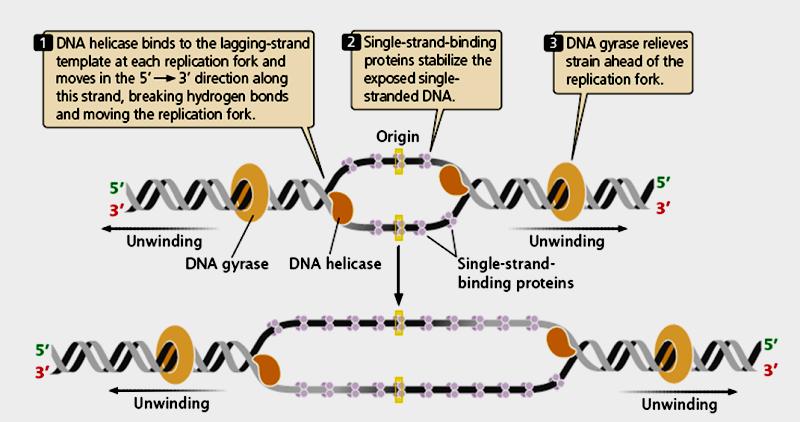 to initiate DNA replication. In E. coli, DnaG functions as primase.
