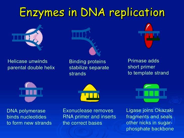 Figure: Stepwise action of enzymes involved in the replication References https://medicalbiochemistry142.wordpress.
