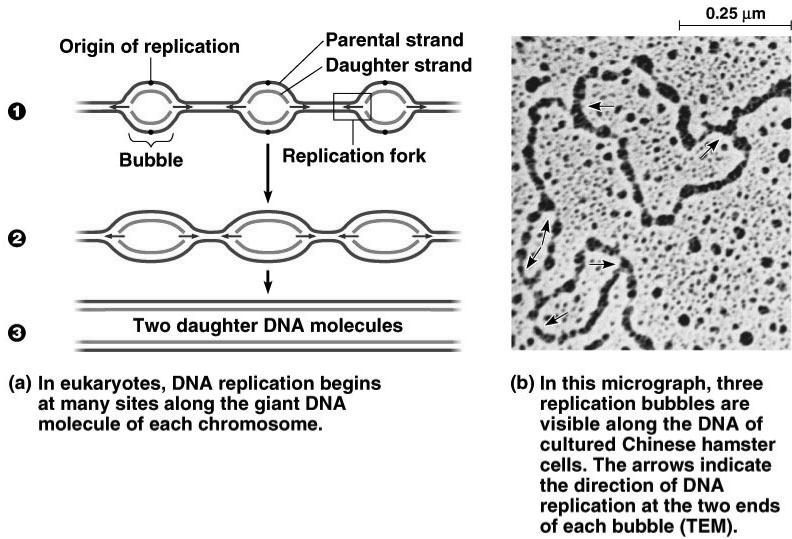 DNA Replication Let s meet the team Large team of