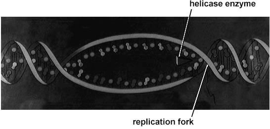 Replication: 1st step Unwind DNA with TOPOISOMERASE u Helicase enzyme splits apart the DNA helix (break H-bonds)