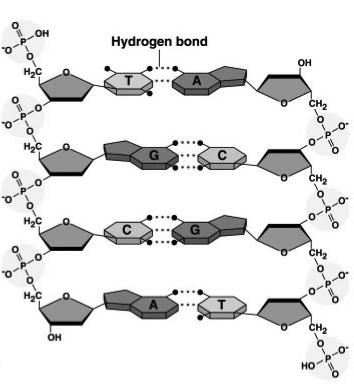 Bonding in DNA hydrogen bonds covalent phosphodiester bonds.