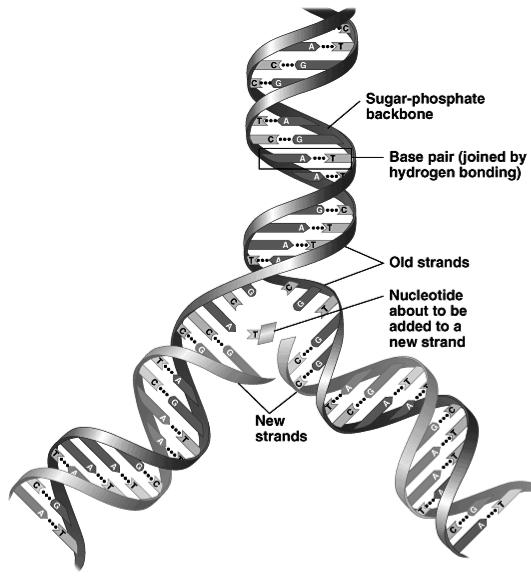 Copying DNA Replication of DNA u base pairing