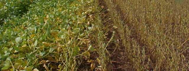 of Asian Soybean Rust