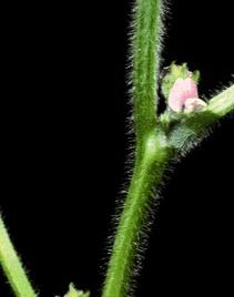 R2 Bloom R3-R4 Pods Forming R5 Seeds Forming R6 Full Seed R7