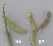 susceptible host present Minimum of 6 hours leaf wetness (dew or