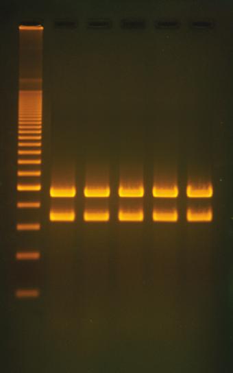 Mitochondrial DNA Analysis Using PCR 25 Experiment Results and Analysis Student #5 Student #4 Student #3 Student #2 Student #1 200 base pair ladder Student #5 Student #4 Student #3 Student #2 Student