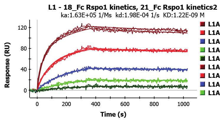 Response (RU) Flow through RSPO1-Fc Immobilized SOMAmer-S1 ka: 1.63E+05 1/Ms kd:1.98e-04 1/s KD:1.