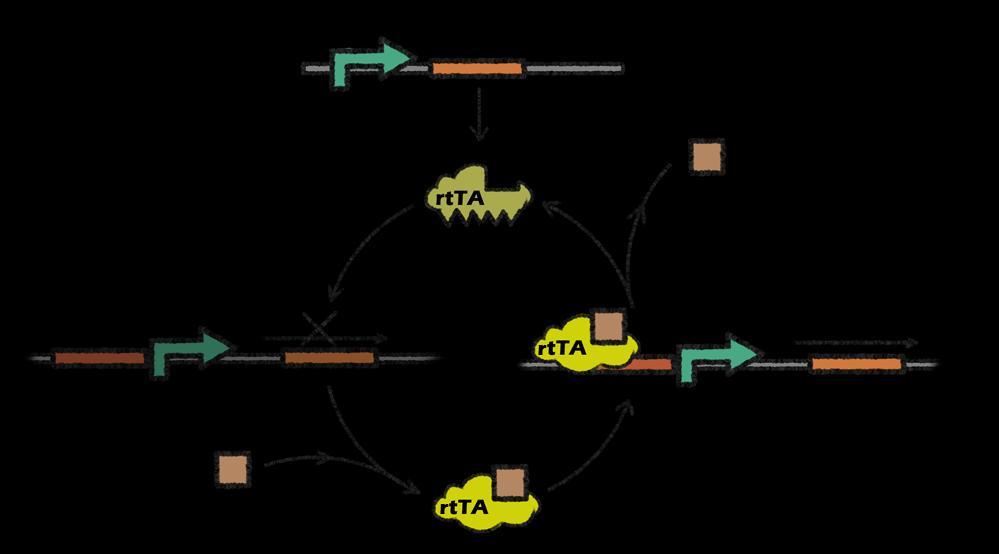 Tet-ON Promoter 1 Promoter 2 Promoter 2 /CRE /CRE rtta differs from tta by a few point mutations within TetR.