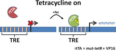 In the Tet-On systems, concentrations as low as 80 ng/ml, in the case of rtta2-syn1, are effective.
