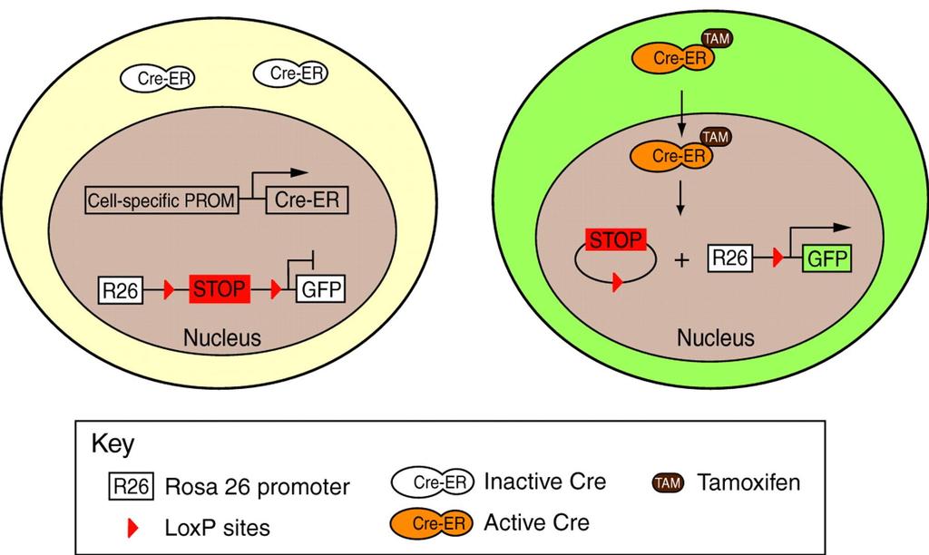 Inducible Cre activity has been achieved by fusing Cre to a mutant form (ER ) of the estrogen receptor.
