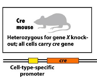 -> +/- floxed mice: only one allele is floxed Screen mice Cross mice to obtain -> -/- floxed mice Screen mice Cross -/- floxed mice with CRE-transgenic mouse Cross +/- floxed mice-cre to obtain