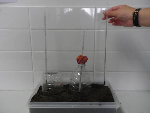 AIM To demonstrate the greenhouse effect.