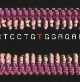 segments of a chromosome or an entire chromosome.
