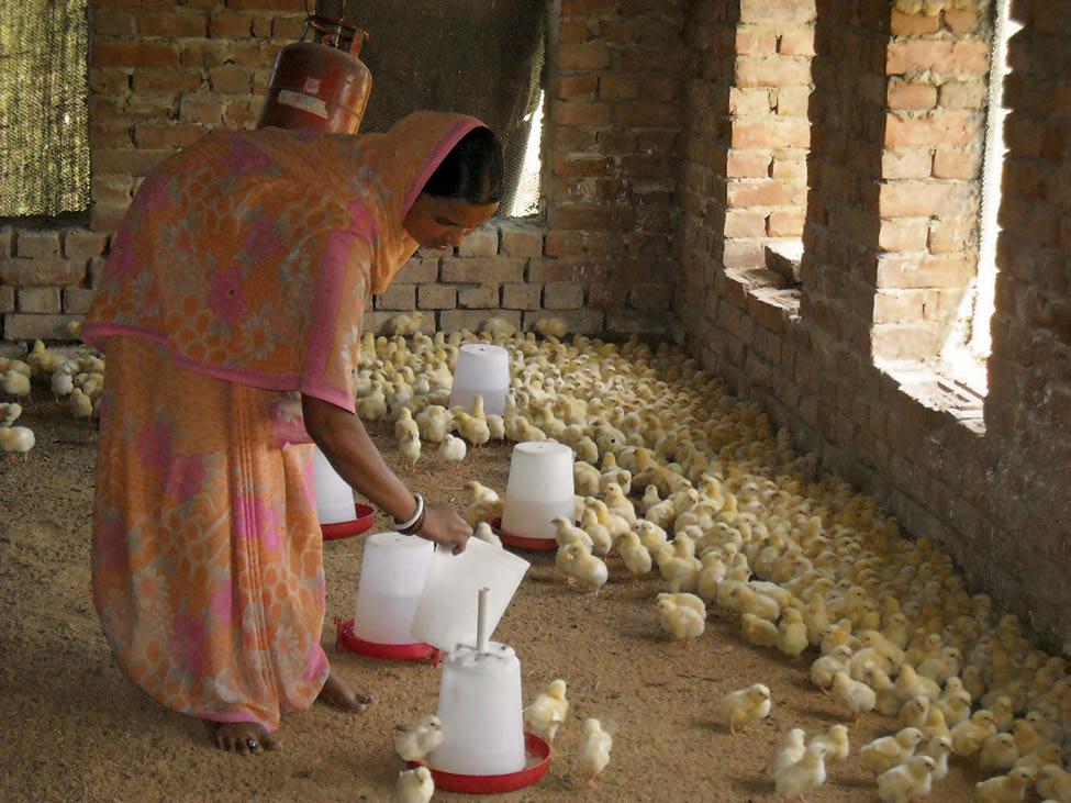 62 JEEViKA Learning Note Series, No. 6 In summary, the poultry intervention had four notable successes. The project 1.