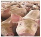 Piggery Poultry Feedmill Meat Processing Current Facilities Page 9 11 Pens