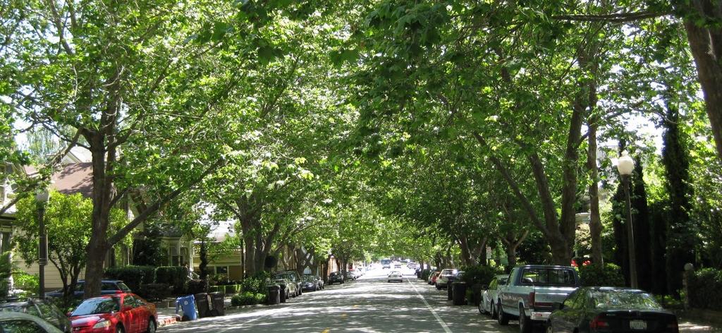 REAL ESTATE VALUE On average, street trees add $8,870 to sales price and