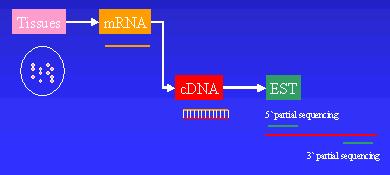 EST (Expressed Sequence Tag) Expressed Sequence Tags (ESTs) correspond to partial mrna sequences of expressed genes.