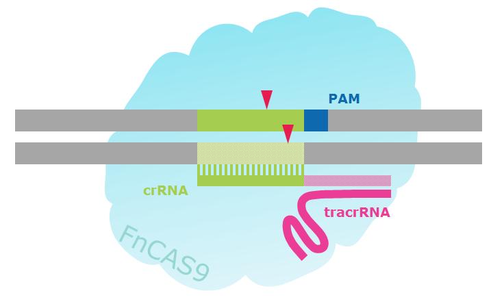 FnCas9 Protein FnCas9 - NLS from Francisella novicida, expressed in Escherichia coli Catalog Number FNCAS9PROT Storage Temperature 20 C TECHNICAL BULLETIN Product Description FnCas9 protein is a