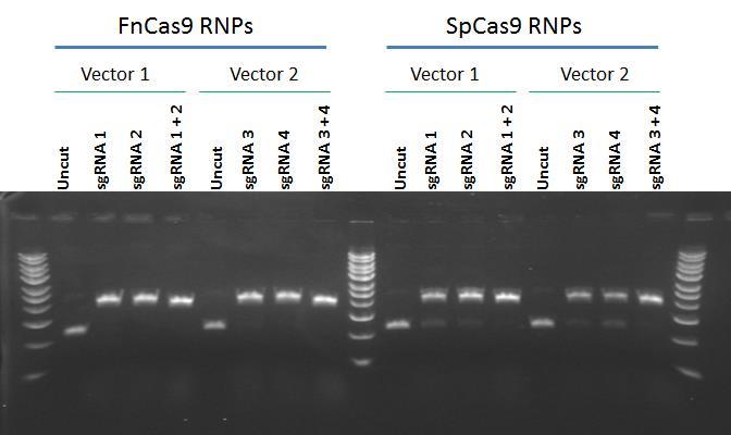 3 Procedures DNA Digestion with FnCas9 Purified DNA from PCR products, plasmid, or genomic DNA samples may be used as substrates for FnCas9 digestion (see Figure 2)