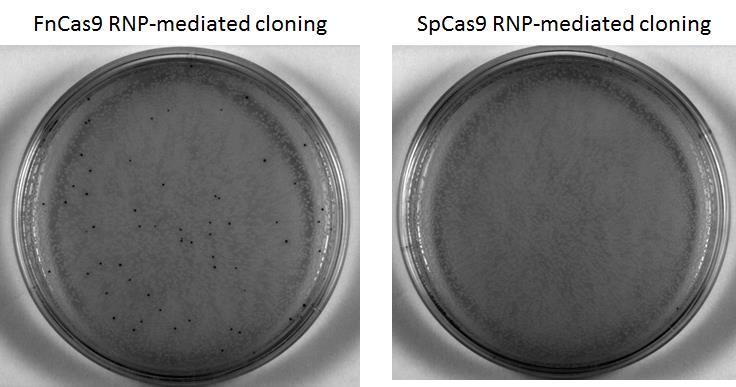 4 Molecular Cloning with FnCas9 The staggered cleavage feature of FnCas9 can be utilized for directional ligation and molecular cloning (see Figure 3).