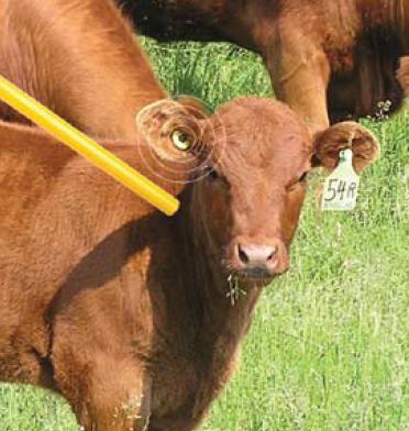 World Leader in Beef Safety and Cattle Production Global leadership
