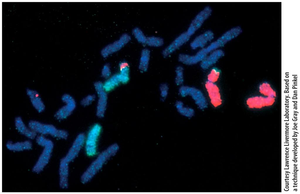 Chromosomal Aberrations: Structural Variations 13 Transloca)on. Exchange between chr12 (bright blue) and chr7 (red) in human cells 1. Deletions result when there is loss of a portion of a chromosome.