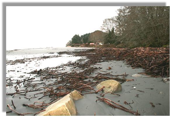 Figure 1-5. Abundant kelp on Bullman Beach contributes to a healthy nearshore environment for fish and wildlife (Photo by A.