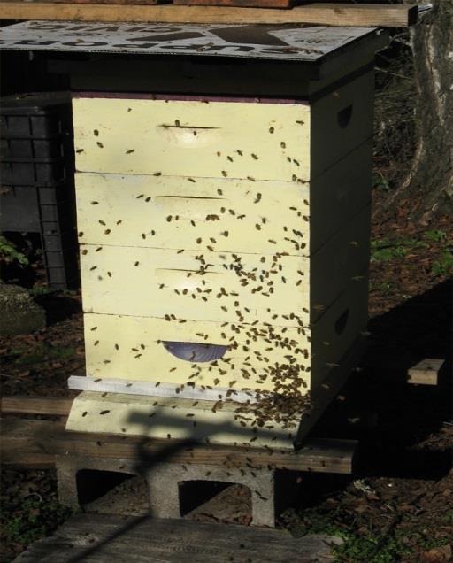 On a dry day around 50 F bees will fly out of the hive - to defecate and clean out