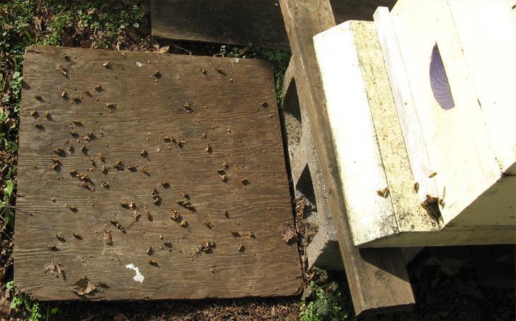 See many more dead bees by the hive than in summer. THIS IS NORMAL.