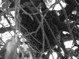 Swarm Management Cutting out queen cells will not prevent swarming but may delay it Gain time to employ other preventative measures like splitting the colony If you do not take such additional