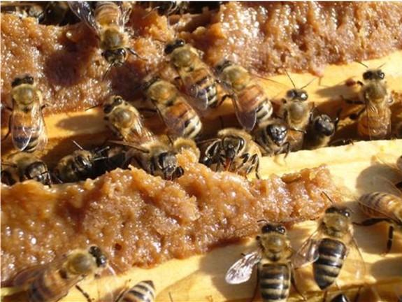 Mid-March to April Monitor colony stores Brood expansion is important As fresh pollen becomes available, it serves as a strong stimulus for