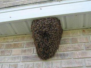 Swarm Management Swarming is the natural instinctive behavior of honey bees to reproduce.