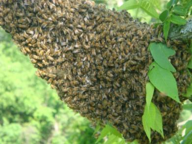 Swarm Management Swarms: Rarely recover in time to produce a significant honey crop Swarm control is essential to successful honey production
