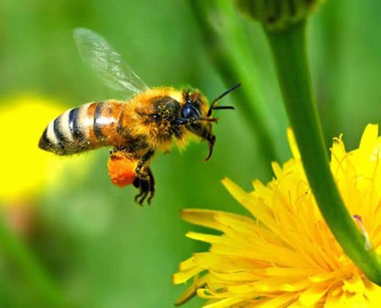 Harnett County Beekeepers Beginner