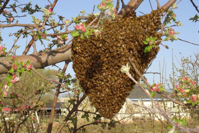 Understanding Honeybees Sometimes hanging from a