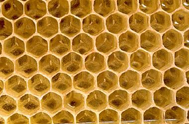 Understanding Honeybees Insect