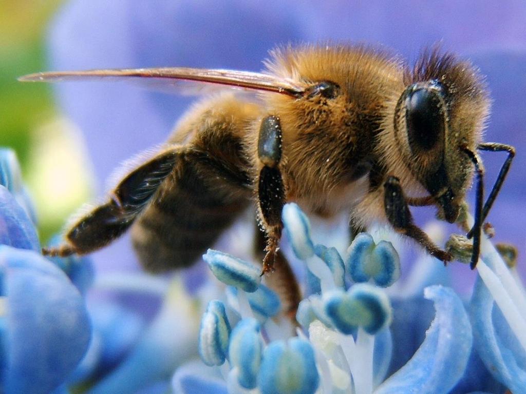 Understanding Honeybees Insect Head, Thorax, Abdomen Complete